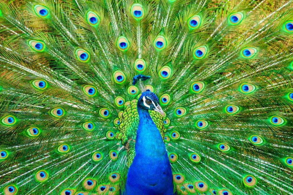 When Did National Peacock Day Start