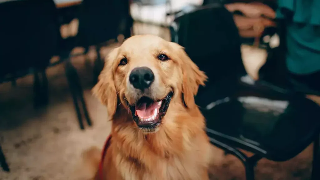 What Day Is National Golden Retriever Day