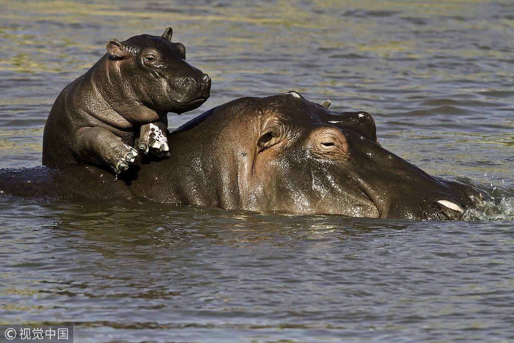 When Is National Hippo Day