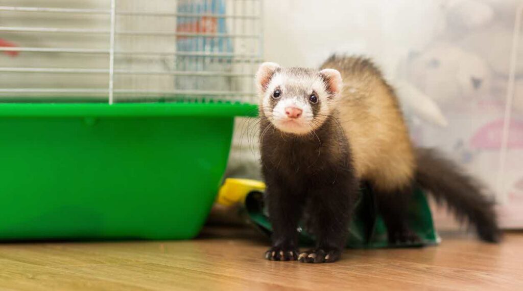 When Is National Ferret Day