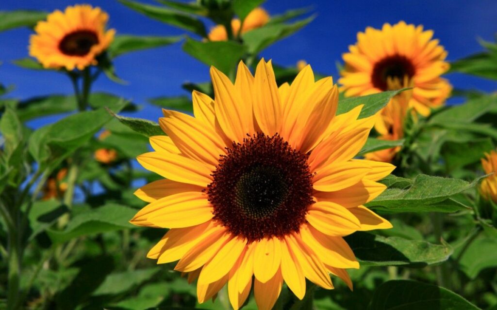 when is national sunflower day