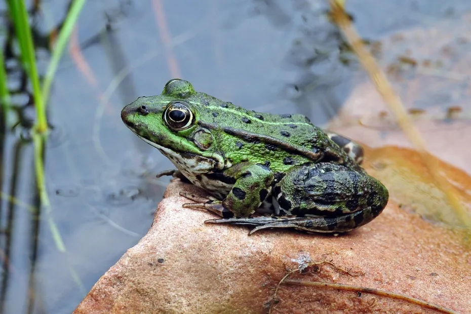 When Is National Frog Day
