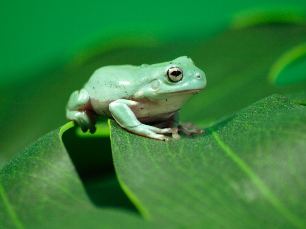 When Is National Frog Day
