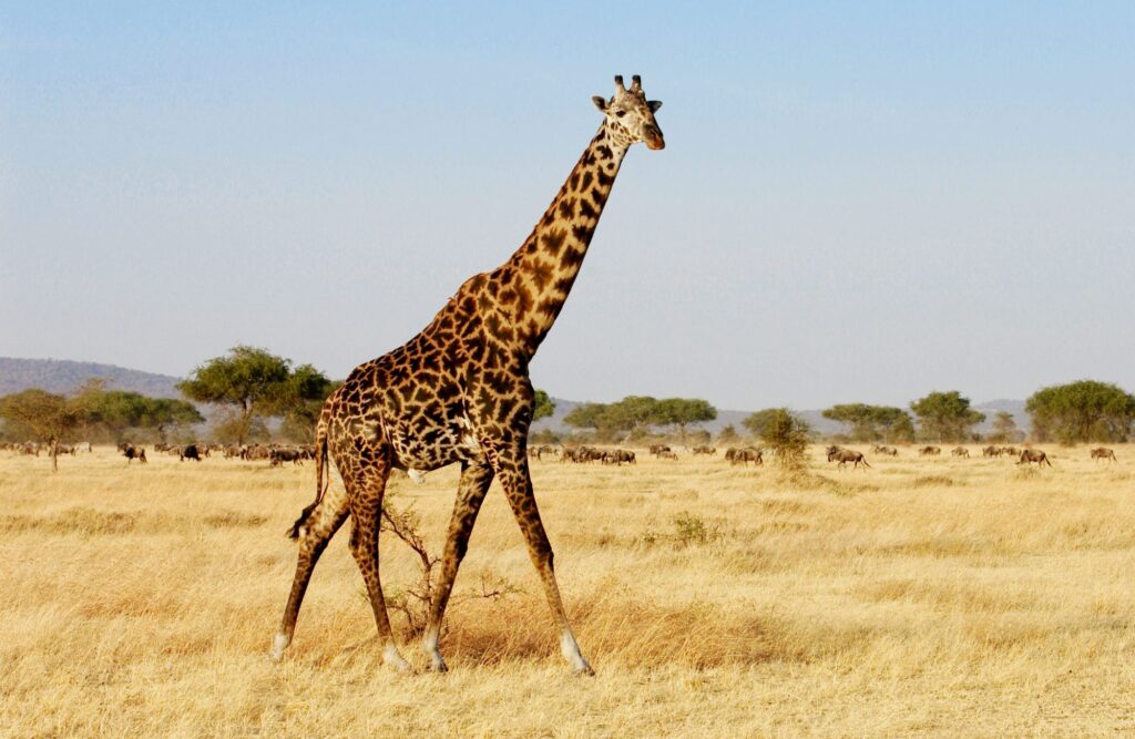 When Is National Giraffe Day