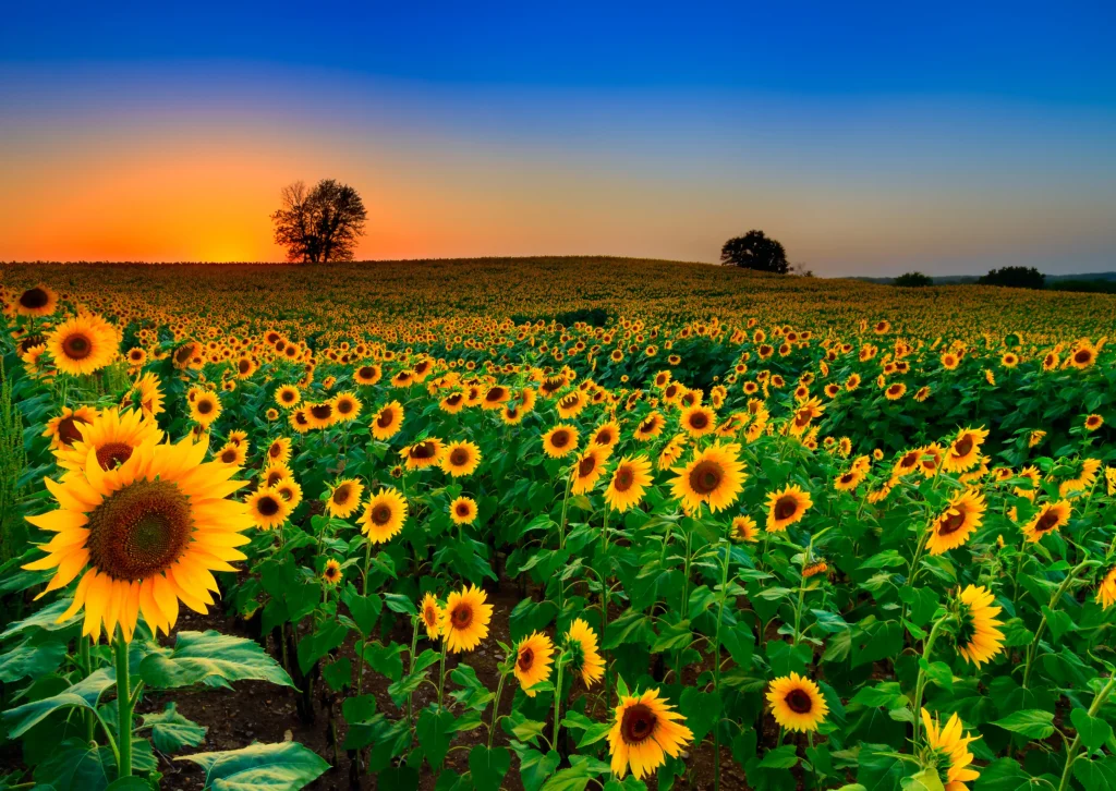 when is national sunflower day