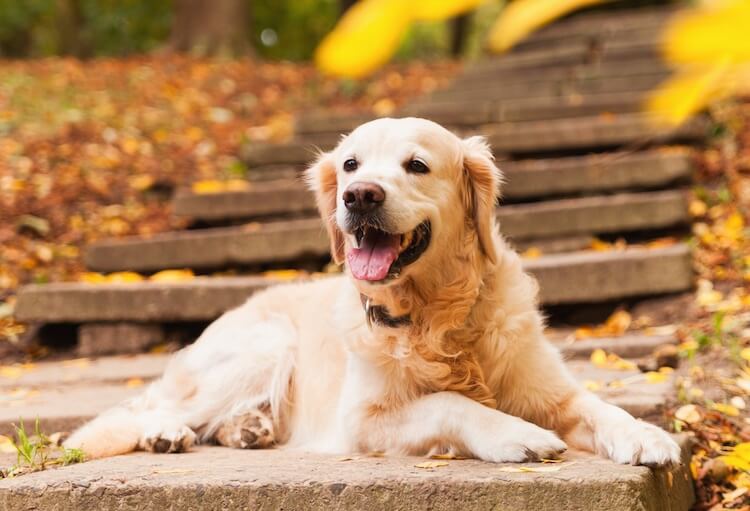 What Day Is National Golden Retriever Day