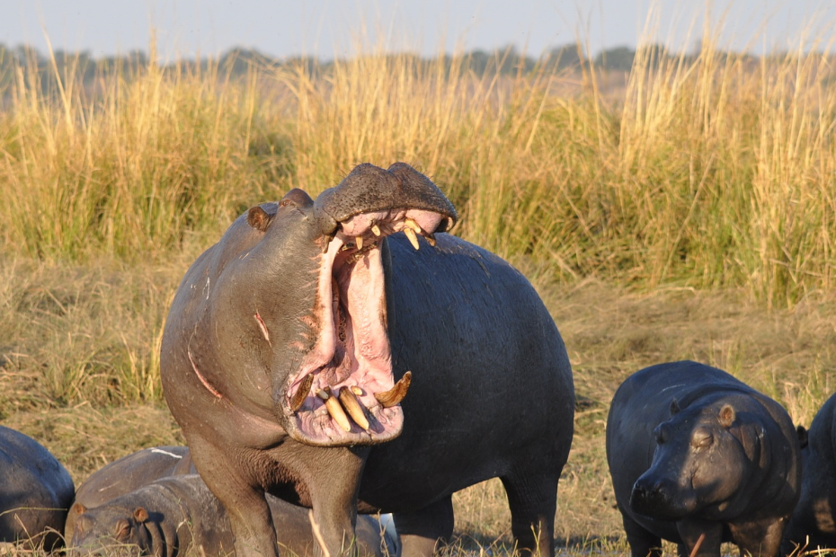 When Is National Hippo Day