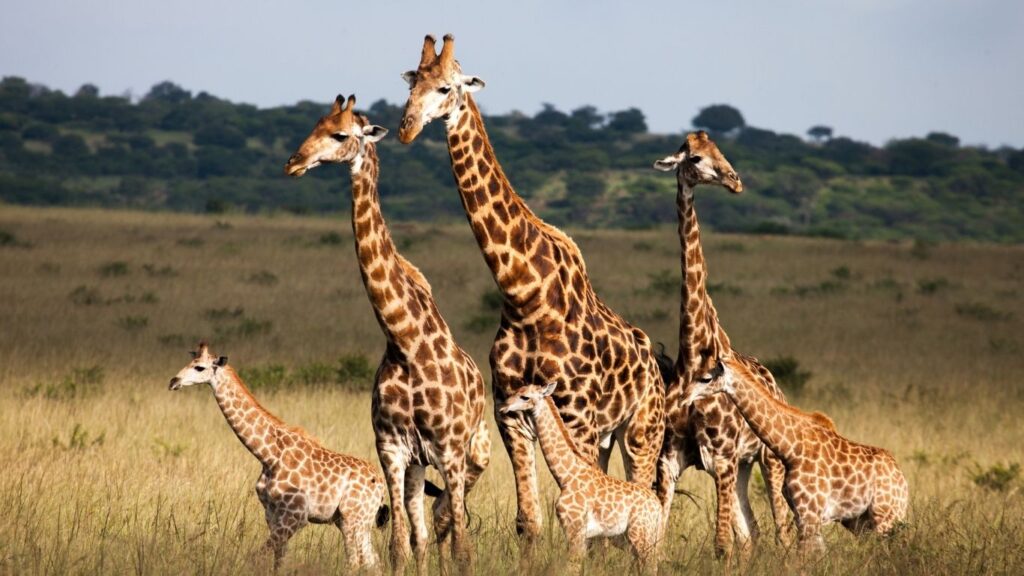 When Is National Giraffe Day