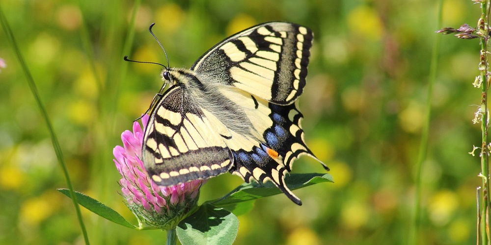 When Is National Butterfly Day
