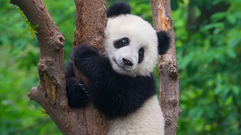 When Is National Panda Day 2023
