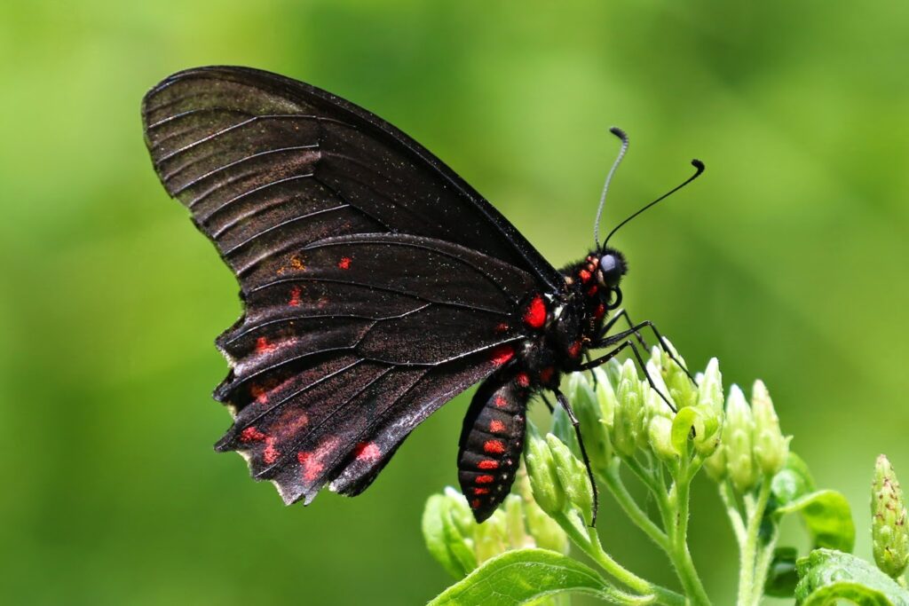 When Is National Butterfly Day
