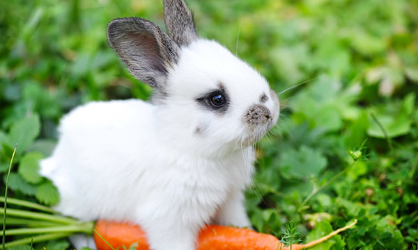 When Is National Rabbit Day
