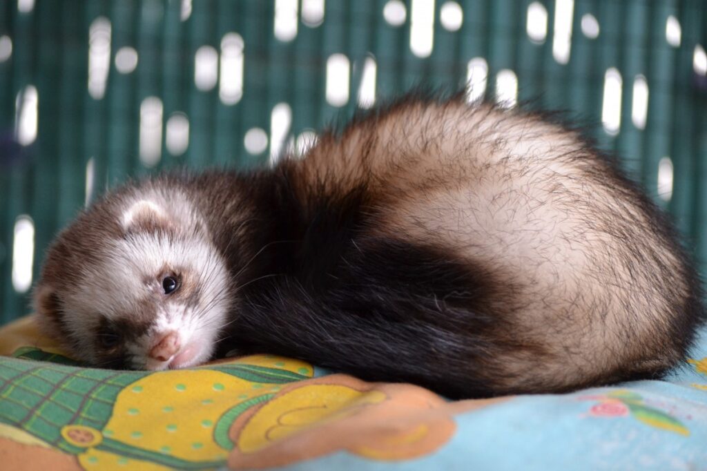 When Is National Ferret Day