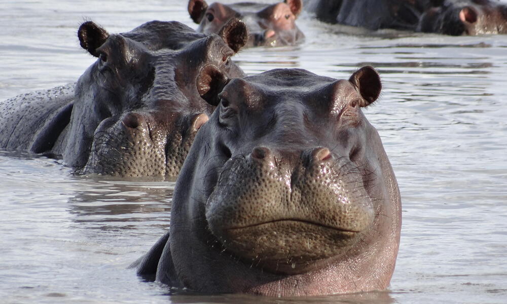 When Is National Hippo Day