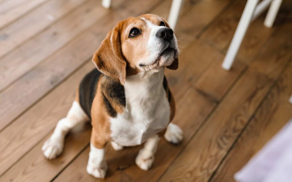 When Is National Beagle Day