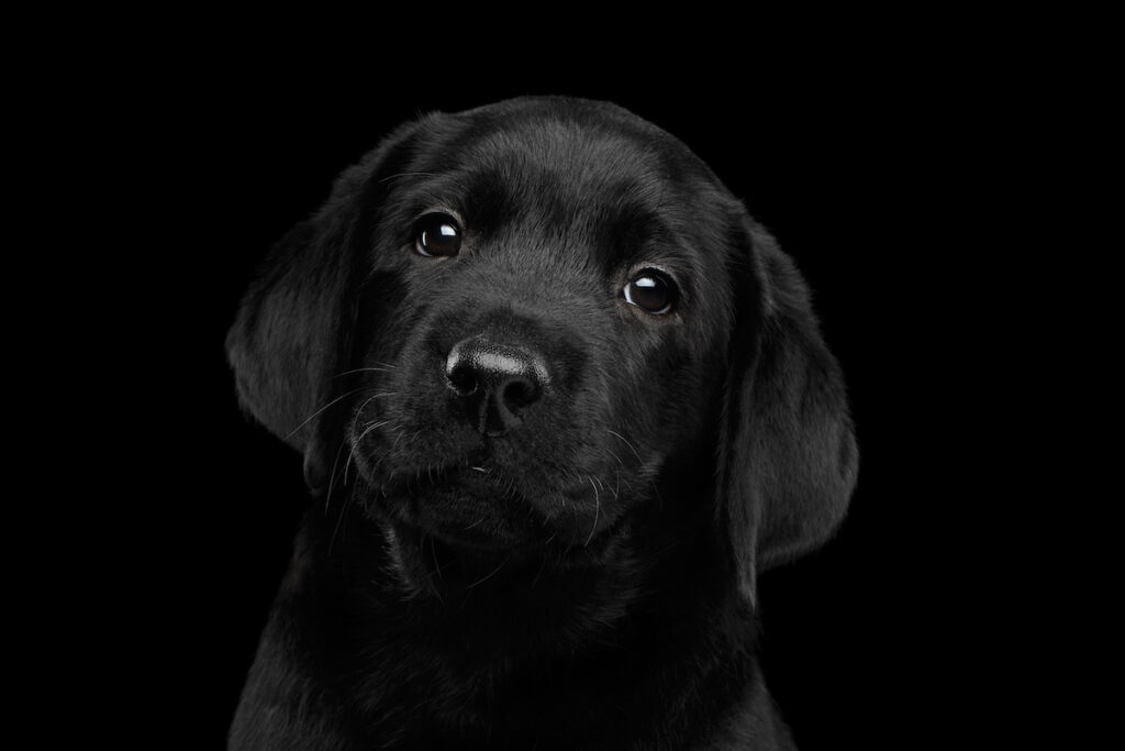When Is National Black Dog Day
