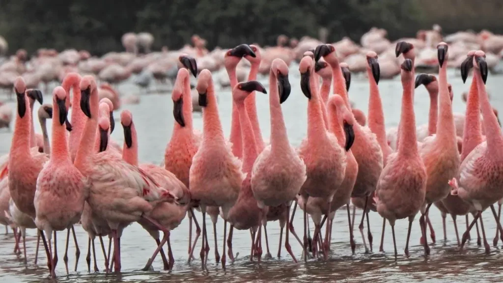 When Is National Flamingo Day