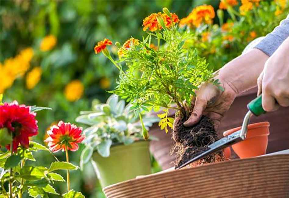 When Is National Gardening Day