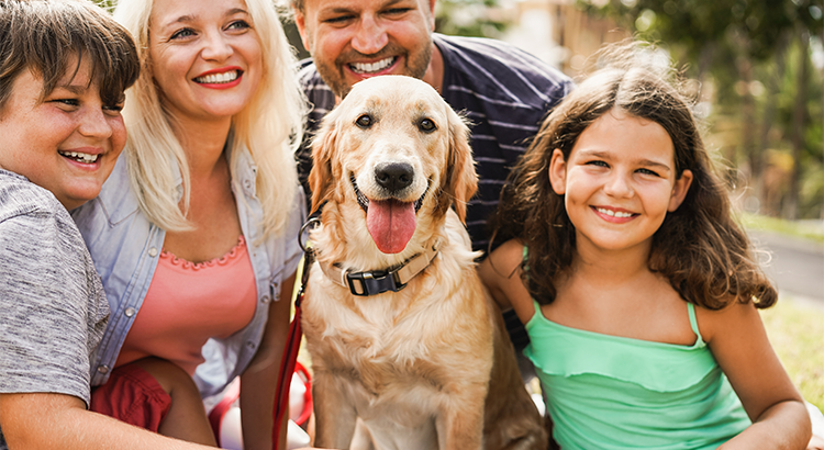 What Day Is National Golden Retriever Day