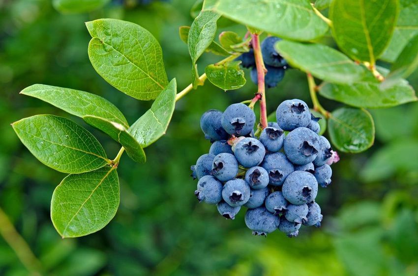 When Is National Blueberry Day