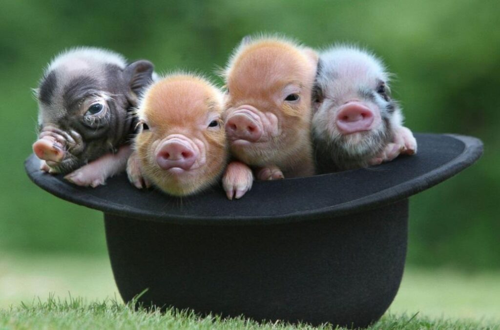What Day Is National Pig Day
