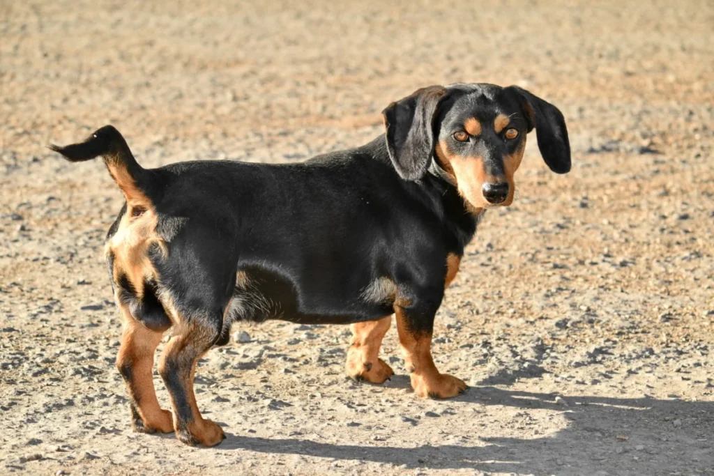 When Is National Dachshund Day