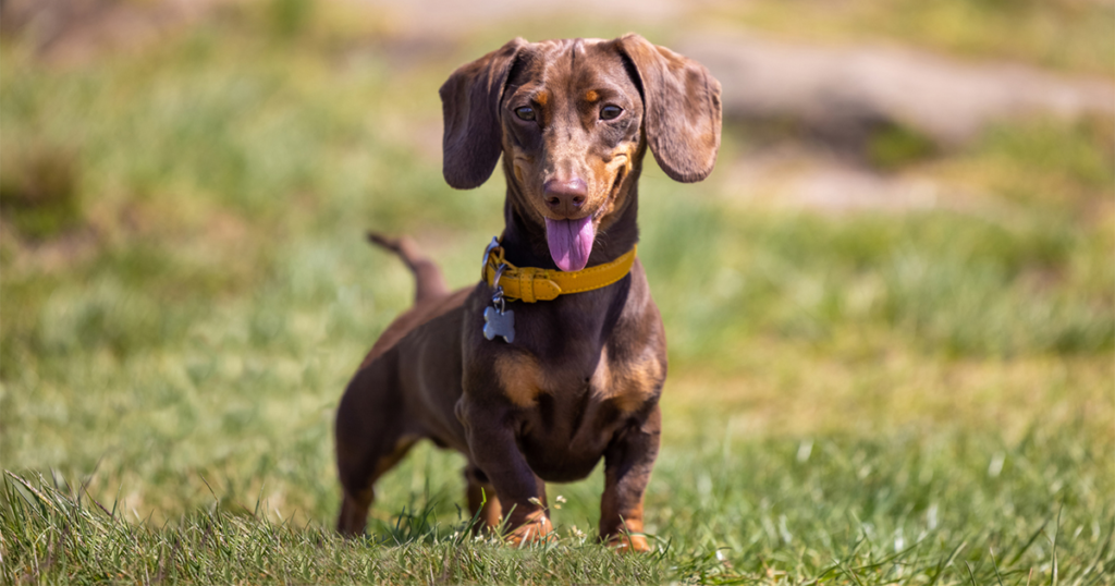 When Is National Dachshund Day