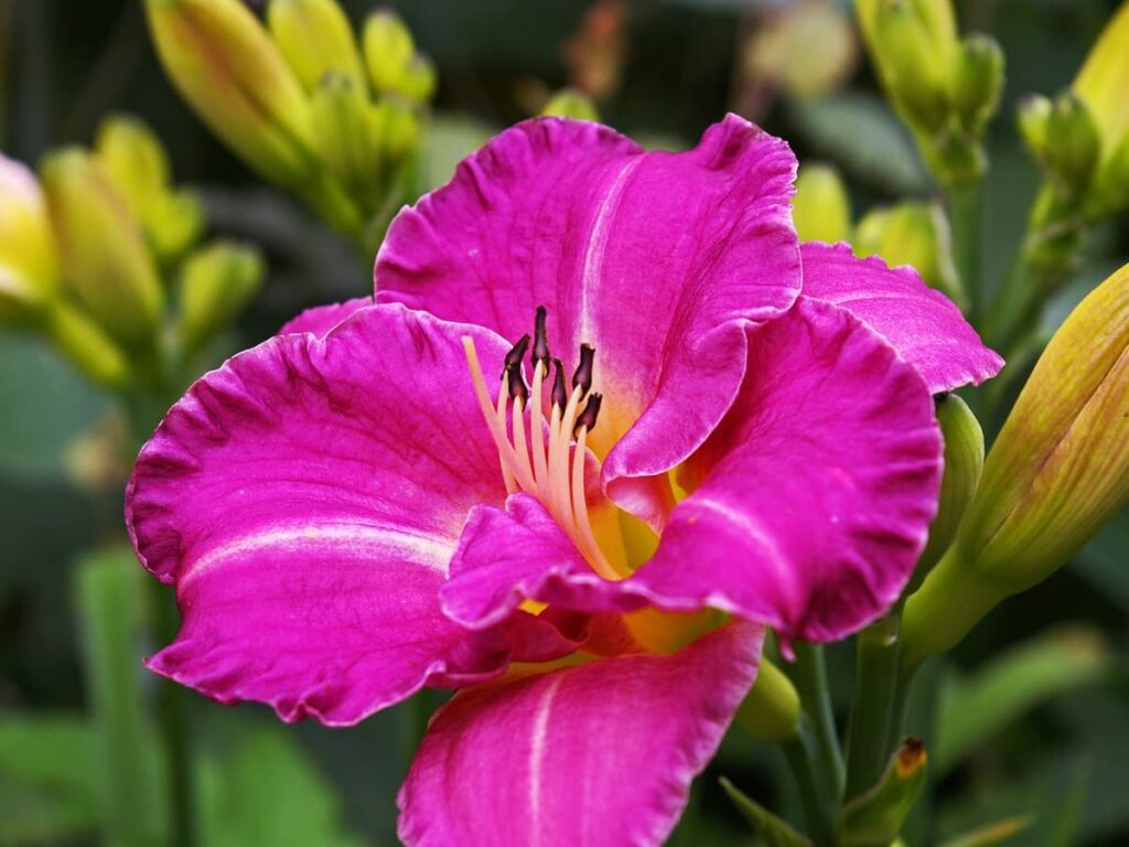 When To Plant Day Lillies
