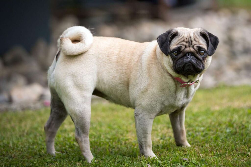 When Is National Pug Day