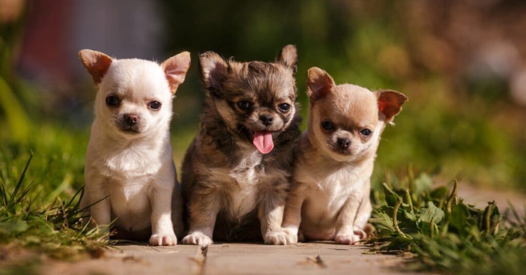 When Is National Chihuahua Day