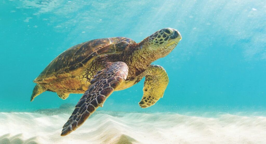 When Is National Sea Turtle Day