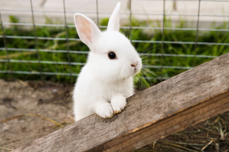 When Is National Rabbit Day