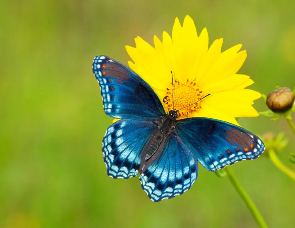 When Is National Butterfly Day