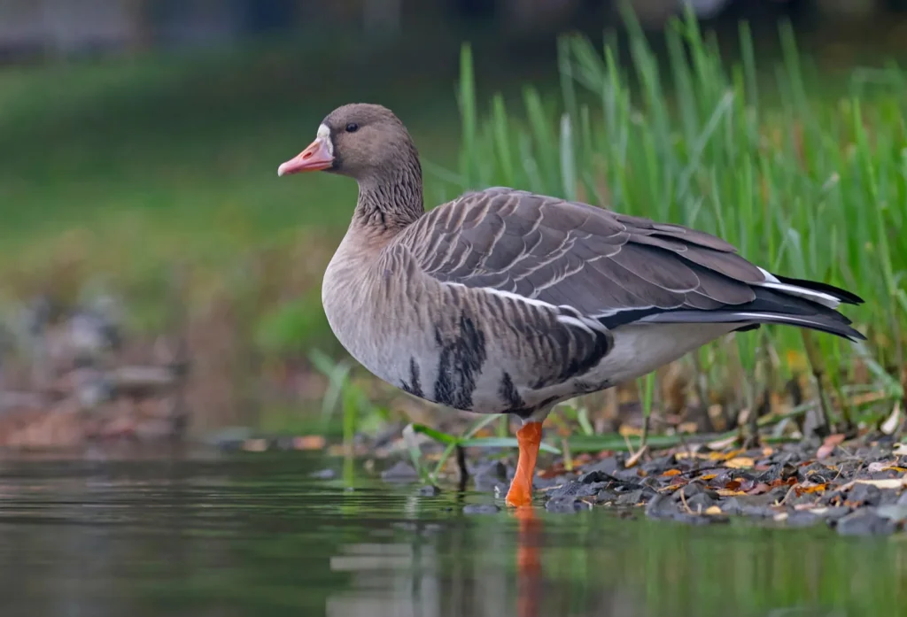 What Is Goose Day