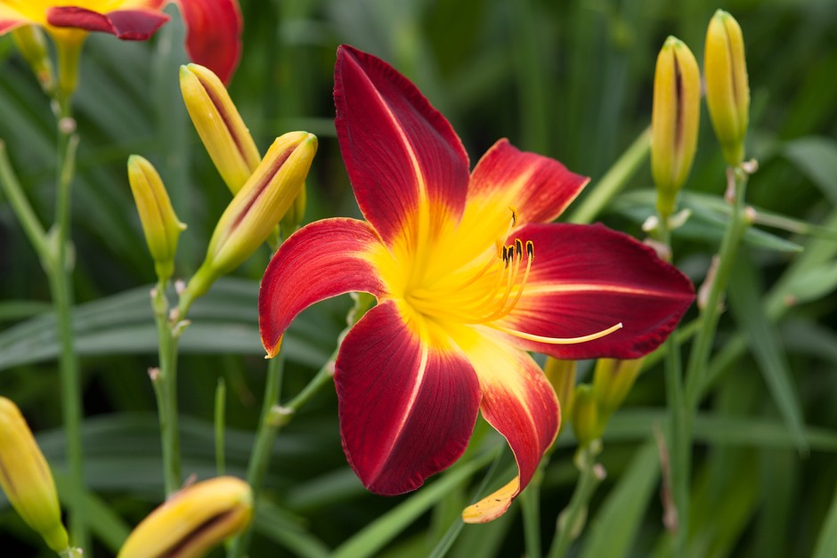 When To Plant Day Lillies